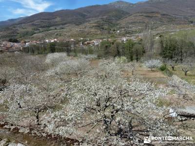 Cerezos en flor en el Valle del Jerte - asociación senderismo madrid;madroño patones torrelaguna